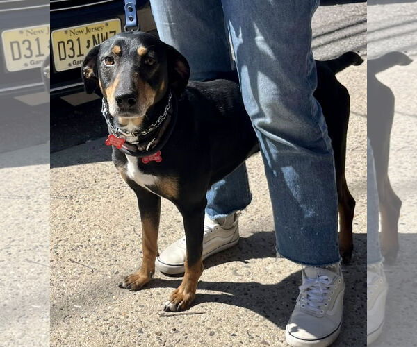 Medium Photo #8 Mutt Puppy For Sale in Mount Laurel, NJ, USA