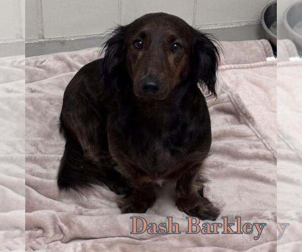Medium Photo #9 Dachshund Puppy For Sale in San Antonio, TX, USA