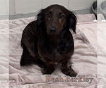 Small #8 Dachshund