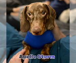 Small #2 Dachshund