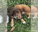 Small Photo #10 Australian Shepherd Puppy For Sale in MORROW, OH, USA