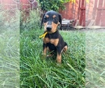 Small #2 Doberman Pinscher