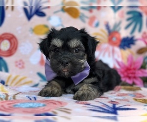 Medium Havanese