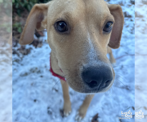 Medium Photo #2 Labrador Retriever-Unknown Mix Puppy For Sale in Washington, DC, USA