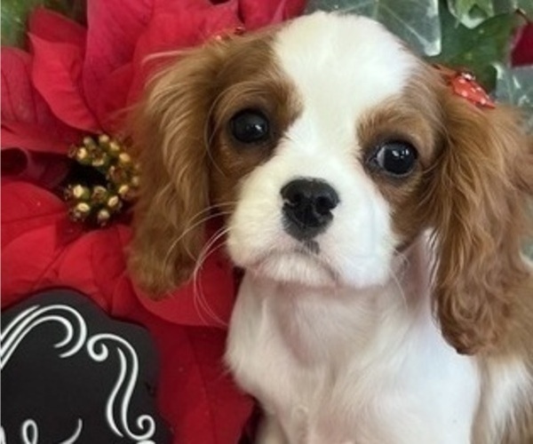 Medium Photo #3 Cavalier King Charles Spaniel Puppy For Sale in ABILENE, TX, USA