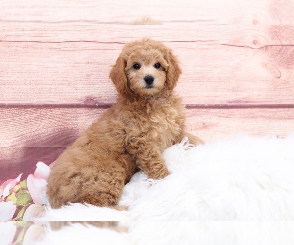 Medium Photo #1 Goldendoodle Puppy For Sale in MARIETTA, GA, USA