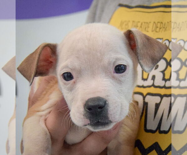 Medium Photo #6 American Staffordshire Terrier-Boxer Mix Puppy For Sale in Huntley, IL, USA