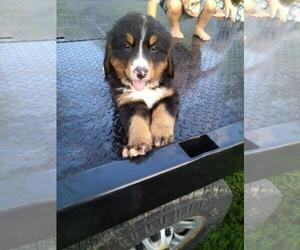 Bernese Mountain Dog Puppy for sale in MEMPHIS, MO, USA