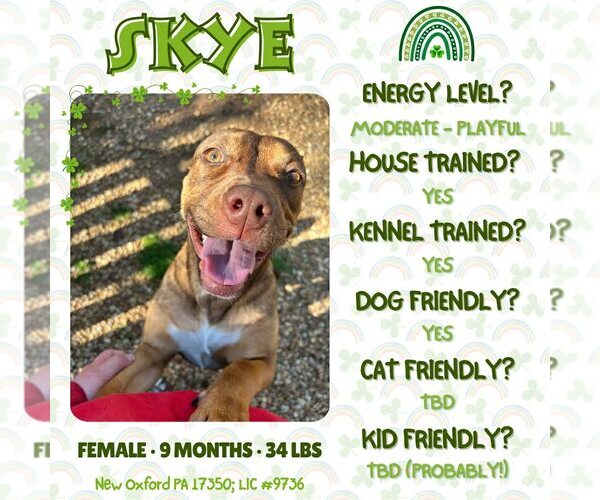 Medium Photo #1 American Staffordshire Terrier-Unknown Mix Puppy For Sale in New Oxford , PA, USA