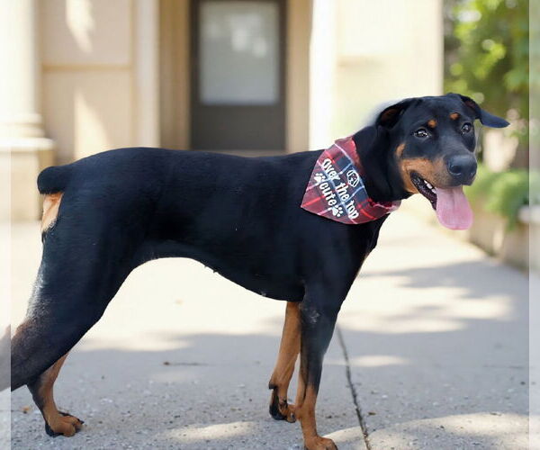 Medium Photo #2 Doberman Pinscher-Unknown Mix Puppy For Sale in Pasadena, CA, USA