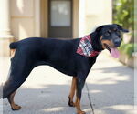 Small #1 Doberman Pinscher Mix