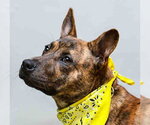 VERN - Male Mutt Dog for Adoption - Small photo