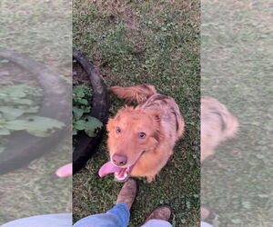 Australian Shepherd-German Shepherd Dog Mix Dogs for adoption in Aurora, IN, USA