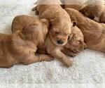 Small Photo #1 Golden Retriever Puppy For Sale in DASSEL, MN, USA