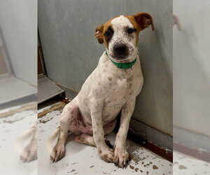 Mutt Dogs for adoption in Conroe, TX, USA