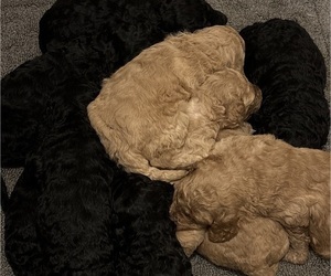 Medium Poodle (Standard)