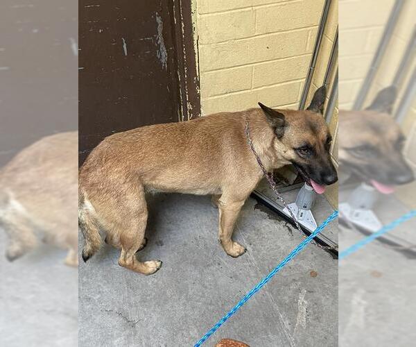 Medium Photo #1 Mutt Puppy For Sale in Stockton, CA, USA