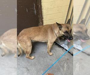 Mutt Dogs for adoption in Stockton, CA, USA