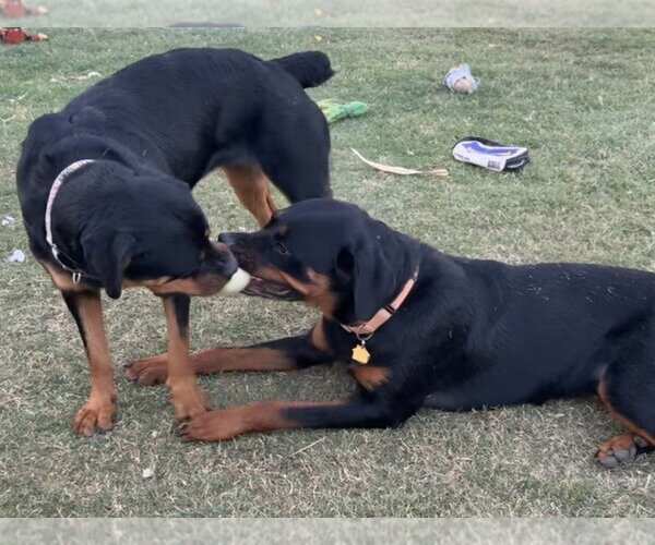 Medium Photo #16 Rottweiler Puppy For Sale in Gilbert, AZ, USA