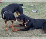 Small #15 Rottweiler
