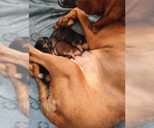 Medium Photo #2 Bloodhound Puppy For Sale in ABERDEEN, SD, USA