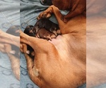 Small #1 Bloodhound