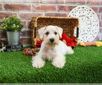 Small #2 Schnauzer (Miniature)