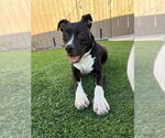 Small #2 American Pit Bull Terrier-Labrador Retriever Mix