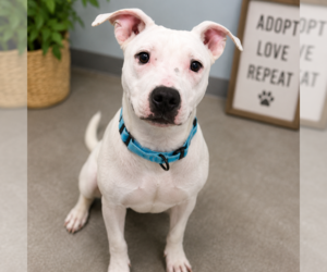 Mutt Dogs for adoption in Sterling, MA, USA