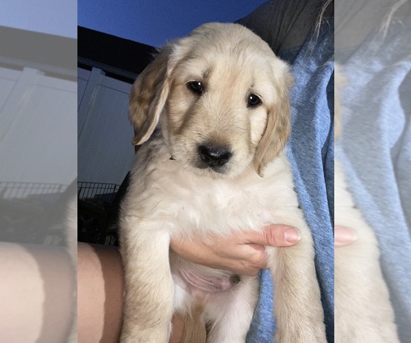Medium Photo #1 Goldendoodle Puppy For Sale in PALM COAST, FL, USA