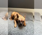 Small #2 French Bulldog