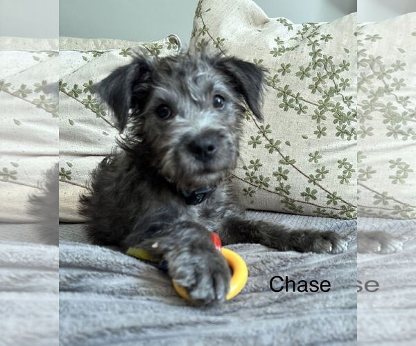 Medium Photo #2 Aussiedoodle Miniature  Puppy For Sale in Parker Ford, PA, USA