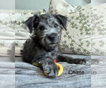Small #1 Aussiedoodle Miniature 