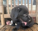 Small #13 Labrador Retriever