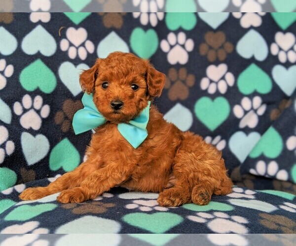 Medium Photo #5 Poodle (Toy) Puppy For Sale in LINCOLN UNIV, PA, USA