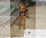 Small #2 Doberman Pinscher-German Shepherd Dog Mix