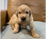 Small Photo #12 Golden Labrador Puppy For Sale in VANCOUVER, WA, USA