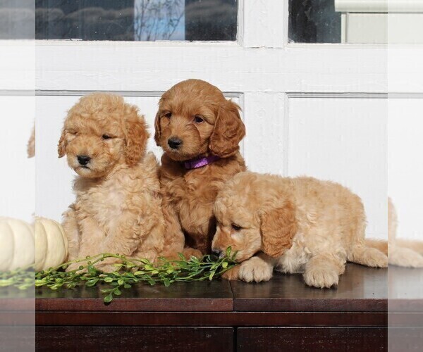 Medium Photo #3 Labradoodle-Poodle (Miniature) Mix Puppy For Sale in GORDONVILLE, PA, USA