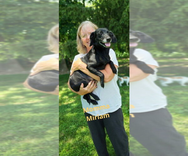 Medium Photo #2 Mutt Puppy For Sale in Evansville, IN, USA