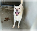 Small #1 Siberian Husky Mix