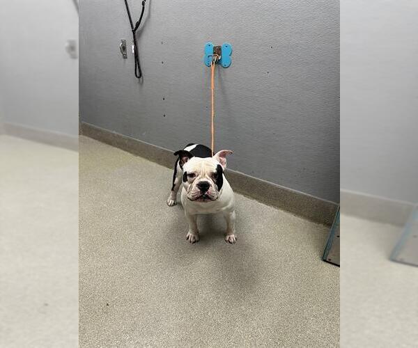 Medium Photo #1 Bulldog-Unknown Mix Puppy For Sale in Las Vegas, NV, USA