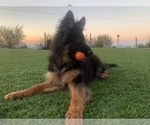 Small #7 German Shepherd Dog
