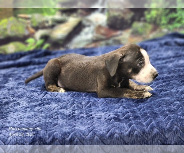 Medium Photo #8 Catahoula Leopard Dog Puppy For Sale in CUMBY, TX, USA