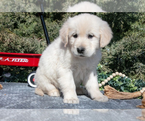 Medium Photo #3 English Cream Golden Retriever Puppy For Sale in ROCHESTER, IN, USA