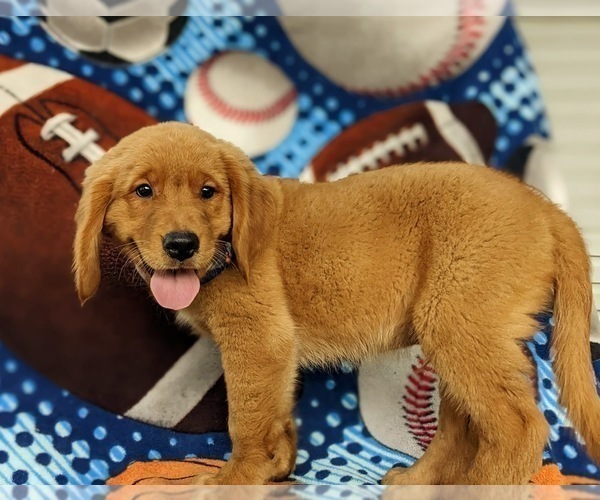 Medium Photo #5 Golden Retriever Puppy For Sale in DELTA, PA, USA