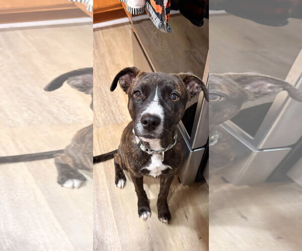 Medium Photo #1 American Pit Bull Terrier-Unknown Mix Puppy For Sale in Germantown, OH, USA