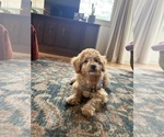 Small Photo #6 Goldendoodle (Miniature) Puppy For Sale in AIKEN, SC, USA