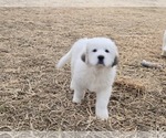 Small #6 Great Pyrenees