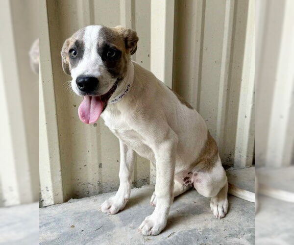 Medium Photo #2 Labrador Retriever-Unknown Mix Puppy For Sale in Genesee, WI, USA
