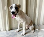 Small #1 Labrador Retriever Mix